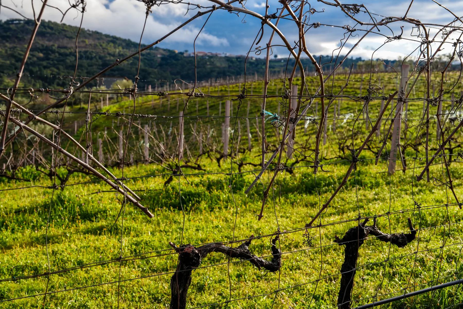 Fotografia da vinha ao fim do dia