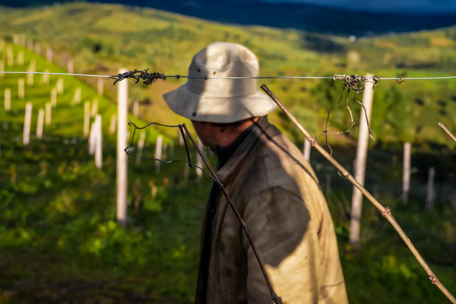 Fotografia de detalhe agrícola