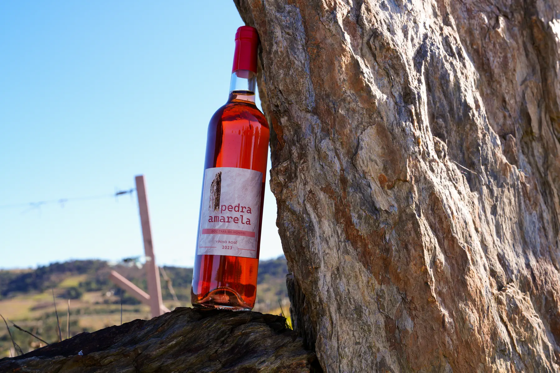 Fotografia da vindima em detalhe