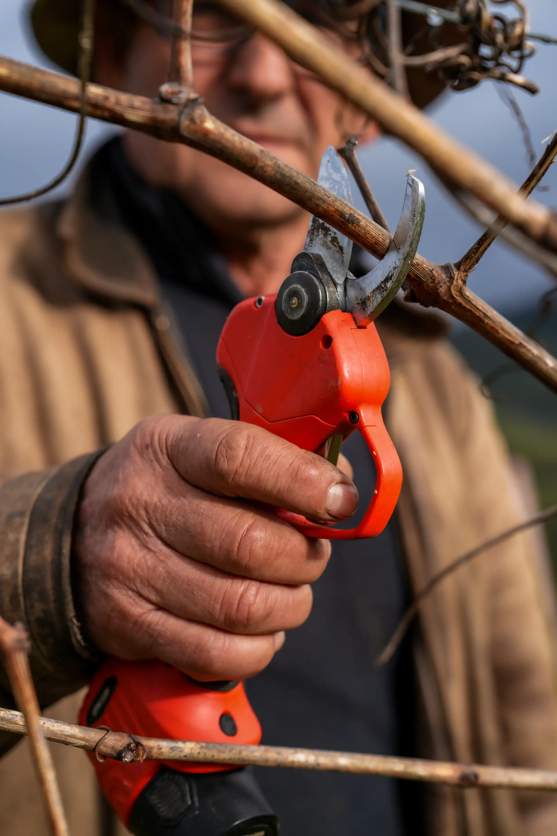 Paisagem da vinha Pedra Amarela