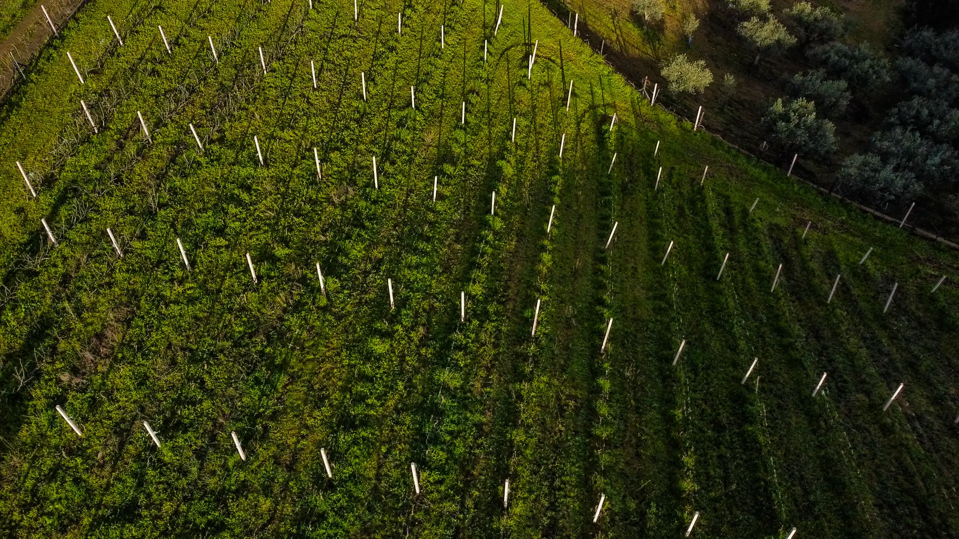 História da Pedra Amarela
